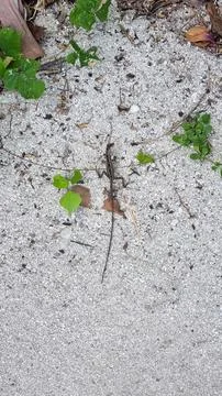A small lizard standing on sandy ground, illuminated by sunlight. The lizard' Stock Photos