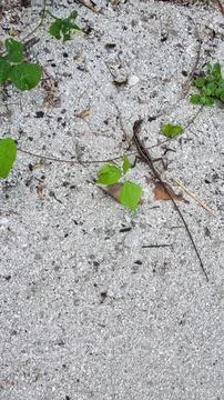 A small lizard standing on sandy ground, illuminated by sunlight. The lizard' Stock Photos