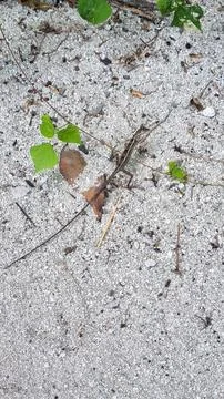 A small lizard standing on sandy ground, illuminated by sunlight. The lizard' Stock Photos