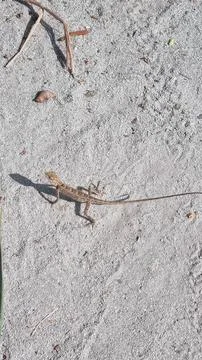 A small lizard standing on sandy ground, illuminated by sunlight. The lizard' Stock Photos