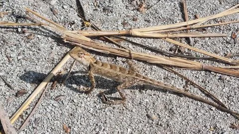 A small lizard standing on sandy ground, illuminated by sunlight. The lizard' Stock Photos