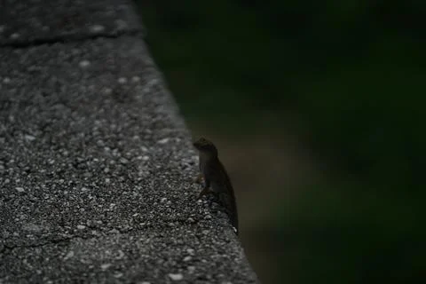 Small lizard stares at camera 스톡 사진