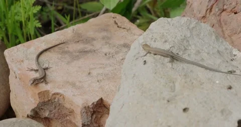 A small lizard on a stone Stock Footage 186716664