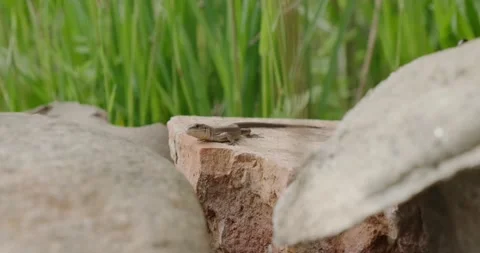 A small lizard on a stone Stock Footage 186716811