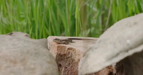 A small lizard on a stone Stock Footage 186716889