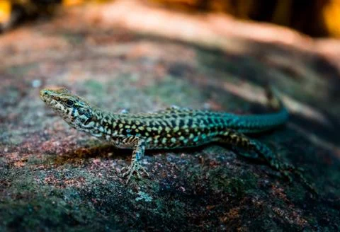 Small lizard on the stone Stock-Fotos