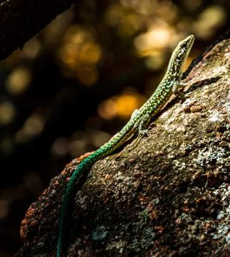 Small lizard on the stone Stock Photos
