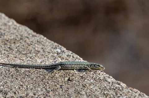 Small lizard on stony surface close up ticino Stock-Fotos