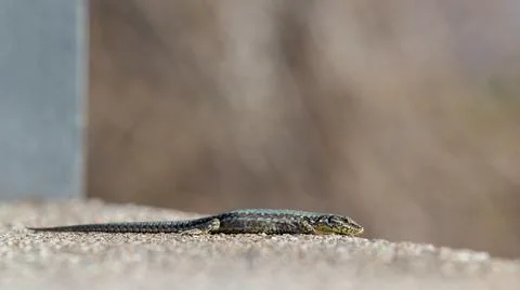 Small lizard on stony surface close up ticino Fotos de archivo