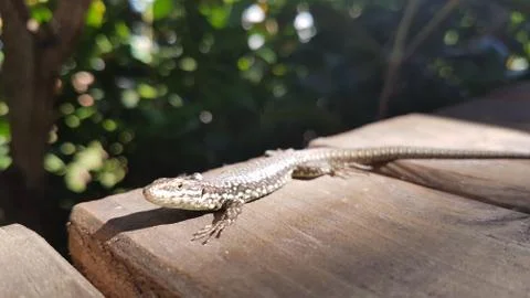 Small Lizard in the sun Foto stock