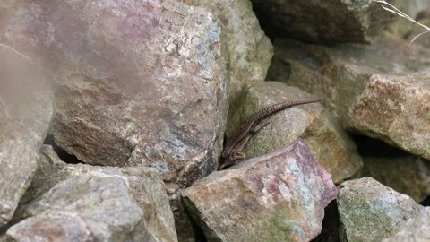 A small lizard in the sun on rocks 4k 25fps video 스톡 동영상 281327449