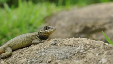 Small Lizard Sunbathe on a Rock in the Botanical Garden Brazil Stock Footage 334815721