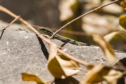 A small lizard sunbathes in the sun. Stock Photos