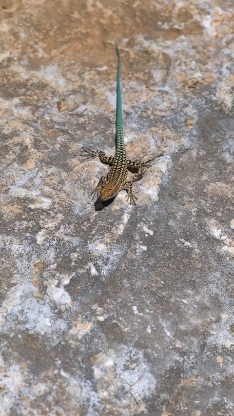 Small lizard sunbathing on a rock. Turkey. Stock Footage 320602637