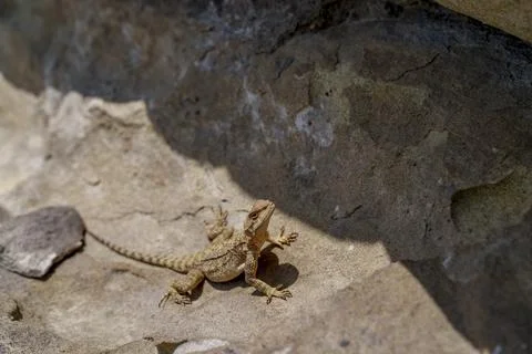 Small lizard sunbathing on warm rocky surface Stock Photos