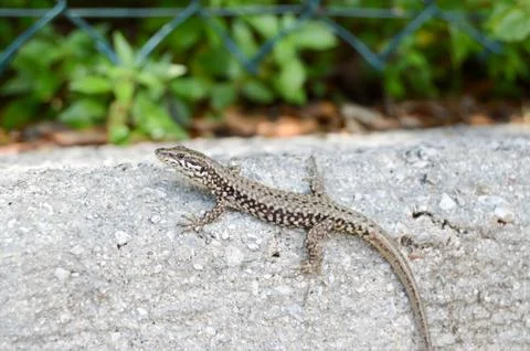 Small lizard that takes the sun Stock Photos