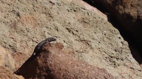 Small lizard taking sunbath Stock-Footage 58802893