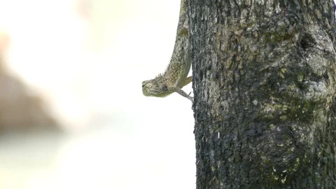 Small lizard on the tree. 스톡 동영상 95997829