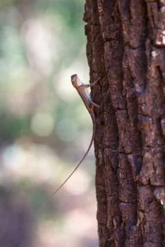 Small lizard on tree trunk Stock Photos
