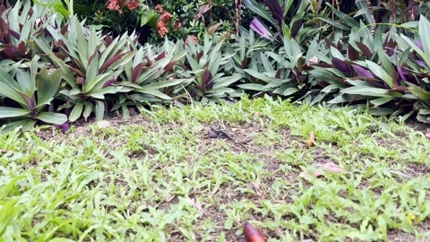 Small lizard in a tropical garden. Stock Footage 312262277
