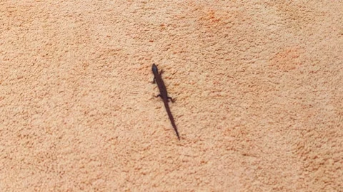 Small Lizard Walking Across Beige Carpet Stock Footage 247391266