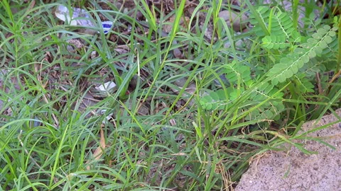 Small Lizard Walking In Green Grass Vidéo 345191777