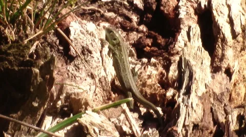 Small lizard warming in the morning sun Stock-Footage 55501648