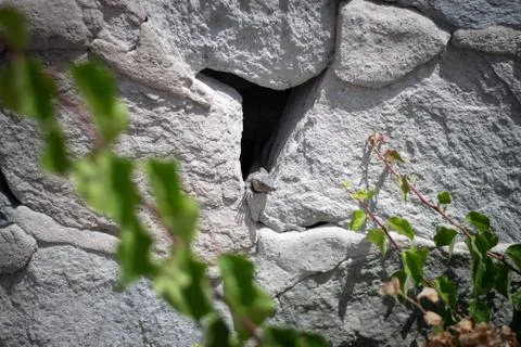 Small lizard watching between the rocks Gran Canaria Foto stock
