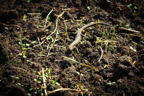 A small lizard in the wild. Stock Photos
