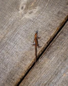 Small lizard on a wooden deck. Stock Photos