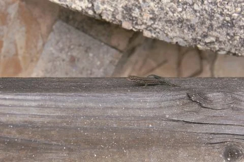 A small lizard on a wooden trunk Stock Photos