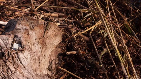 Small lizards bask in the sun Stock Footage 142408497