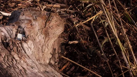 Small lizards bask in the sun 動画素材 142412873