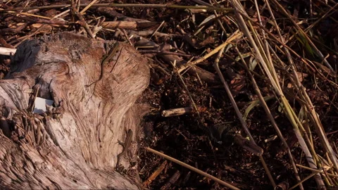 Small lizards bask in the sun 動画素材 142414743