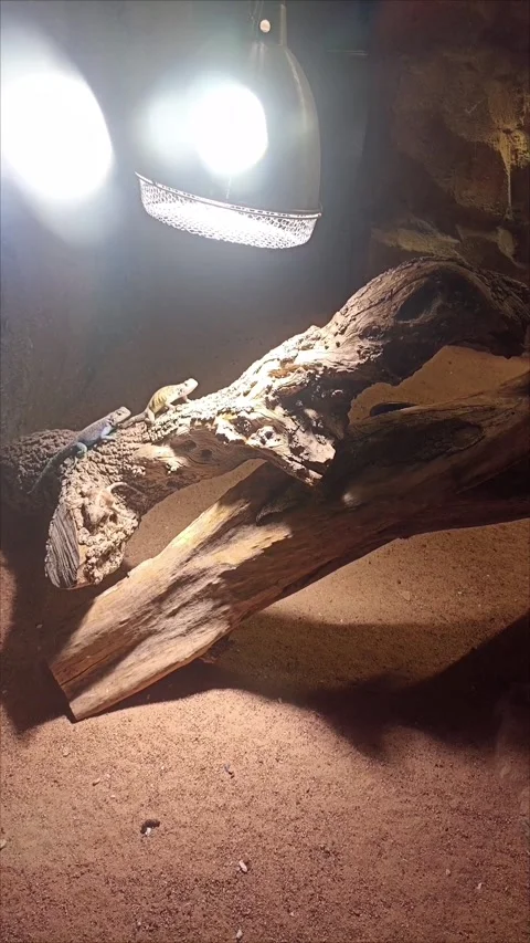 Small Lizards Basking Under Heat Lamp Rabat Temara Zoo Stock Footage 343959555