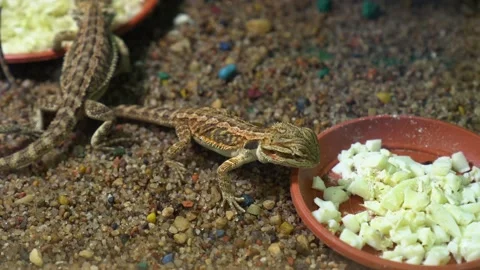 Small lizards close-up in the terrarium Stock Footage 139358462