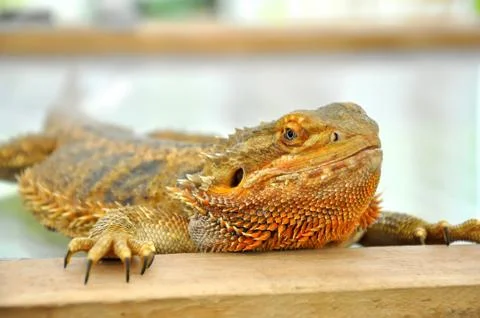 Small lizards Stock Photos