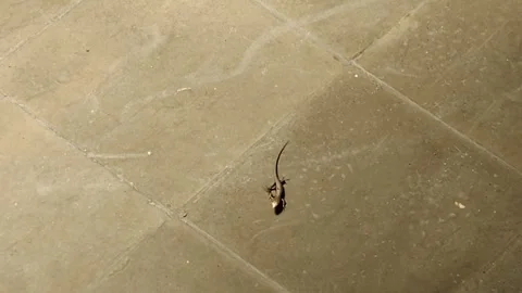 Small lizards walking on the dirty floor Stock Footage 292034998