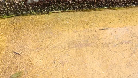 Small lizards in the water. Video stock 250476507