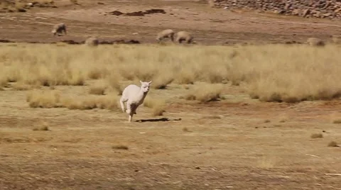 Small llama alpaca runs from left to right, Peru Video stock 60373537