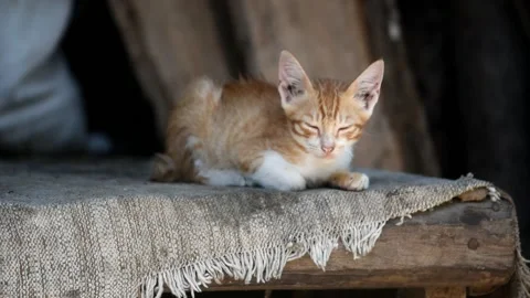 Small local Indonesian cat with white and yellow color Stock Footage 172244854