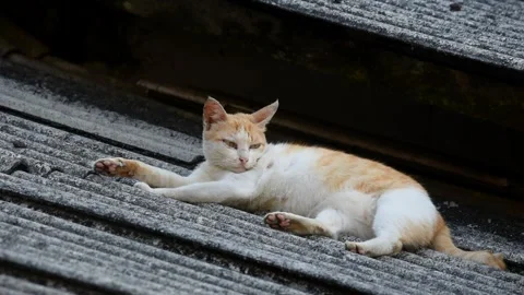 Small local Indonesian cat with white and yellow color Stock Footage 334938105