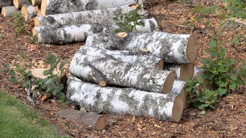 The small logs on the ground being cut from the trunk Stock Footage 115826941