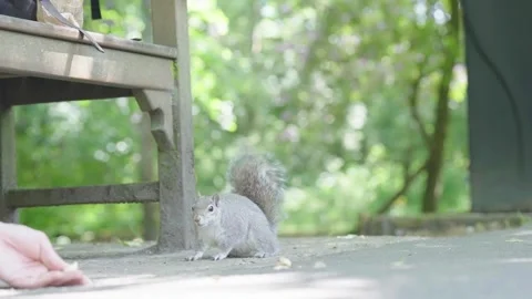 Small lone grey squirrel watching food and waiting near someone?? hand Stock Footage 244924491