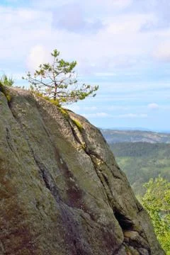 Small lone pine tree on a rocky cliff in Norway. Stock Photos