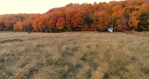Small lonely cottage in the edge of an orange forest. Vidéo 98313640