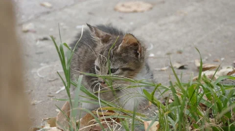 Small lonely kitten sitting on the pavement Stock Footage 55530582