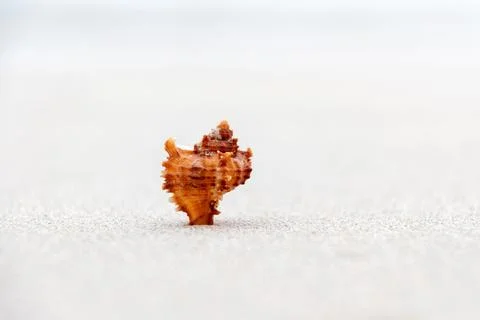 Small lonely seashell sits on a sandy beach with blurred background Stock Photos