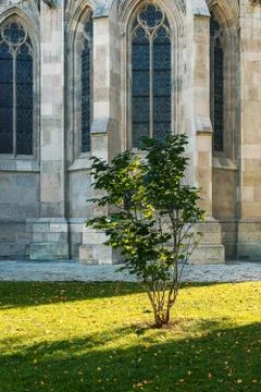 Small lonely tree lit by the sun in front of gothic facade of famous Votivkir Stock Photos