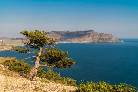 A small lonely twisted tree on the slope of Mount Alchak in Sudak. Stock Photos
